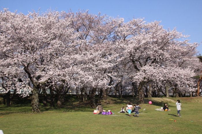 （画像）坂本の桜並木