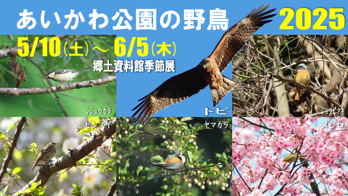 あいかわ公園の野鳥2025
