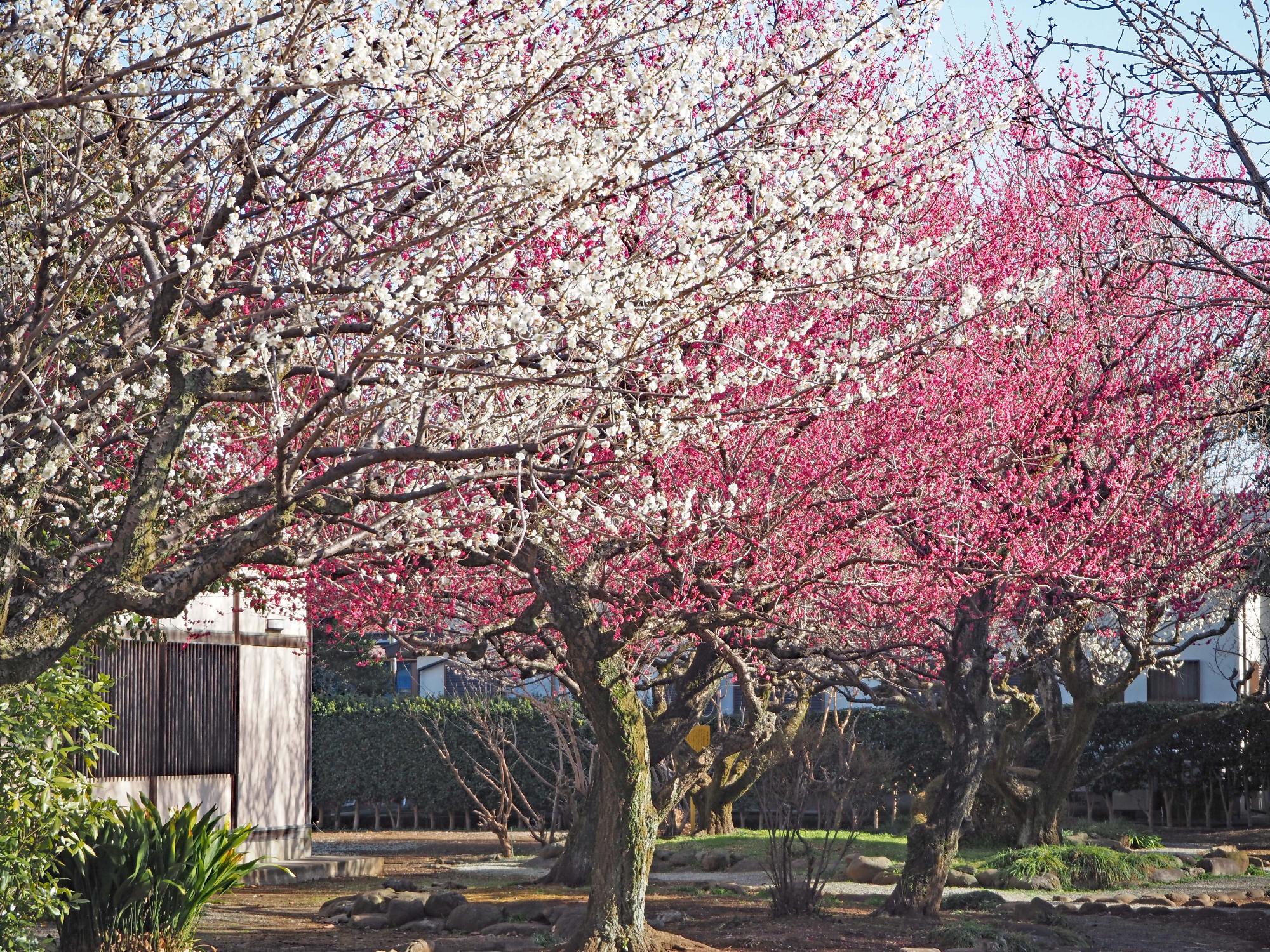 ひな人形とつるし雛