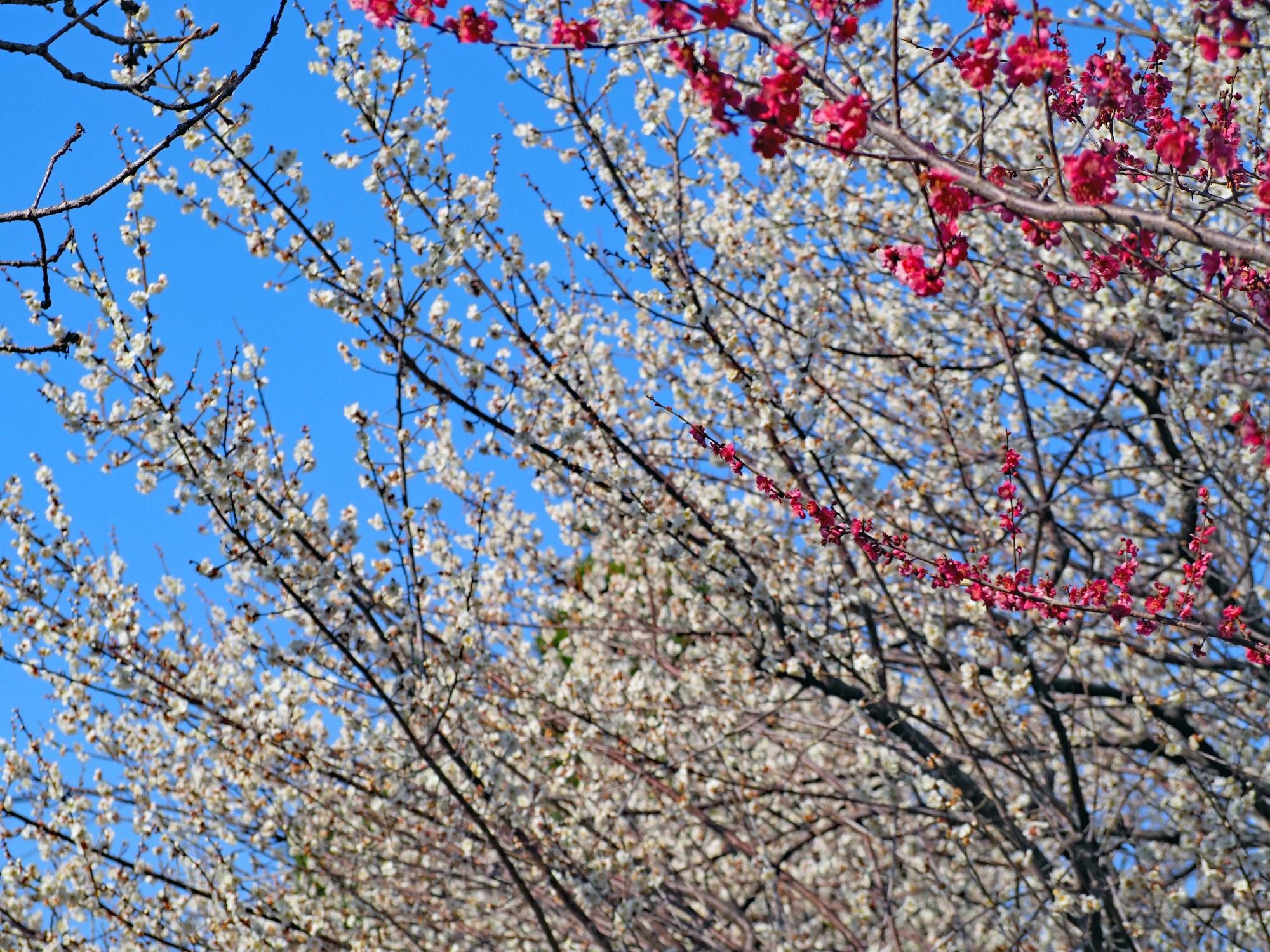 ひな人形とつるし雛