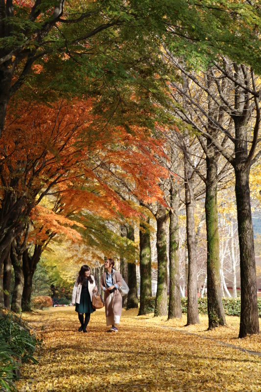 (画像)愛川ふれあいの村並木道