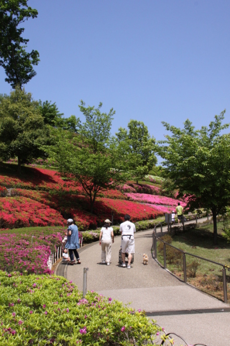 （画像）県立あいかわ公園のつつじ