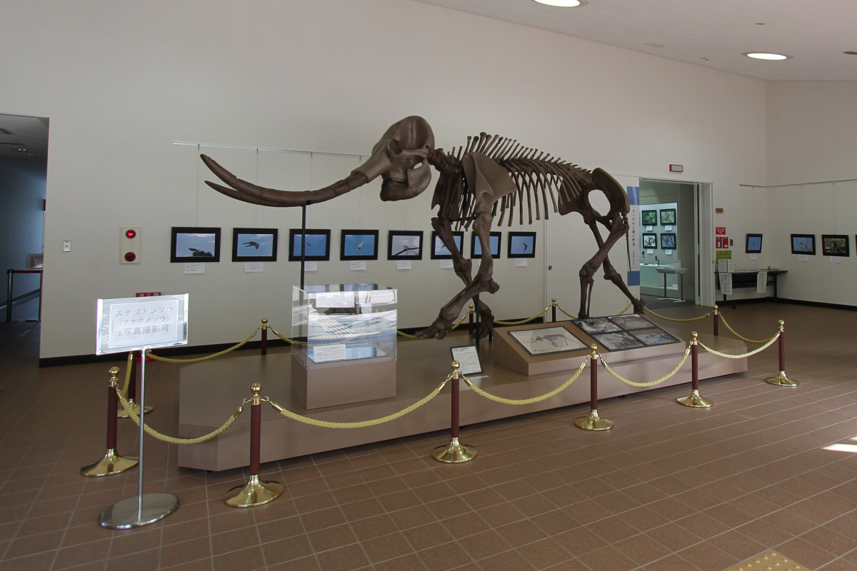 (画像)愛川町郷土資料館のマンモス