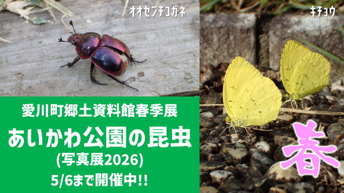 郷土資料館春季展（愛川公園の昆虫（写真展2026）
