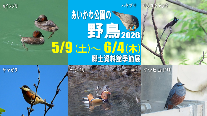 あいかわ公園の野鳥2026