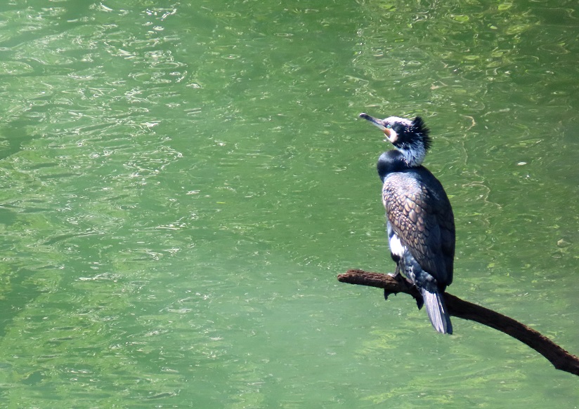 清水谷颯洛氏撮影カワウ