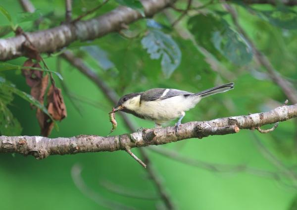マクラリス撮影　シジュウカラ