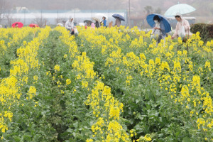 「菜の花まつり」の様子