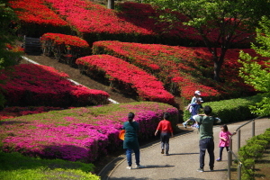 （写真）あいかわ公園のツツジ