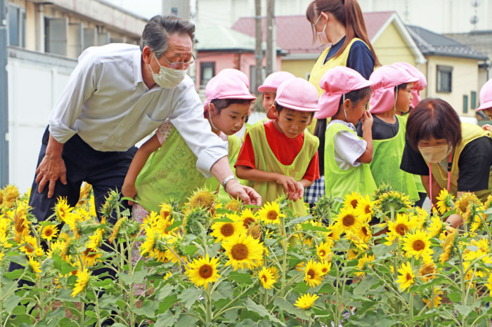 （写真）ヒマワリを楽しむ小野澤町長と園児たち