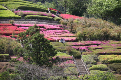 （写真）あいかわ公園のツツジ