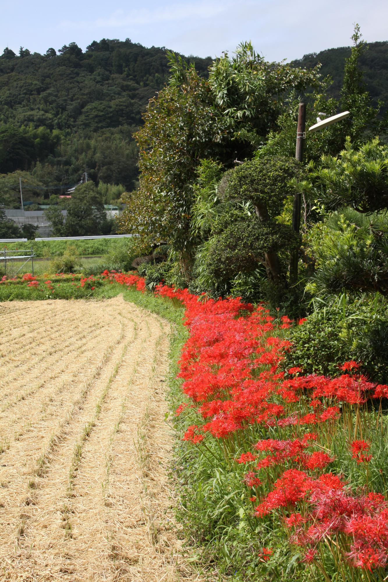 （写真）稲刈りの終わった田んぼの畔に並んで咲くヒガンバナ