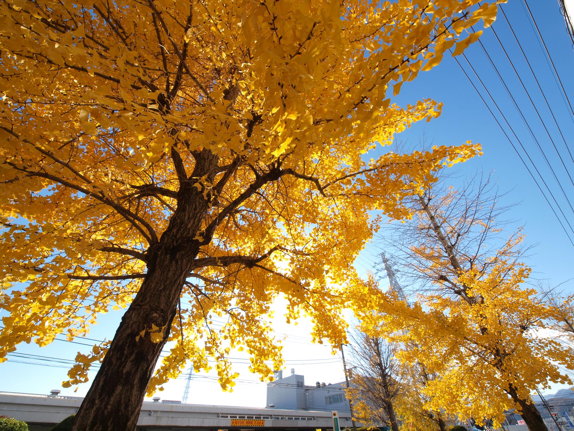 （写真）黄色く色づいたイチョウの木を下から見上げる