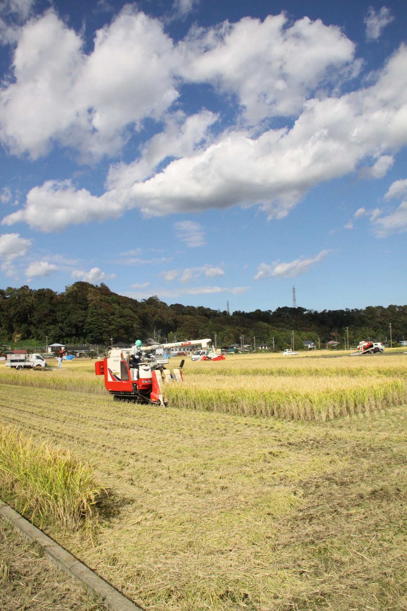（写真）坂本の田んぼでコンバインを使った稲刈りの様子