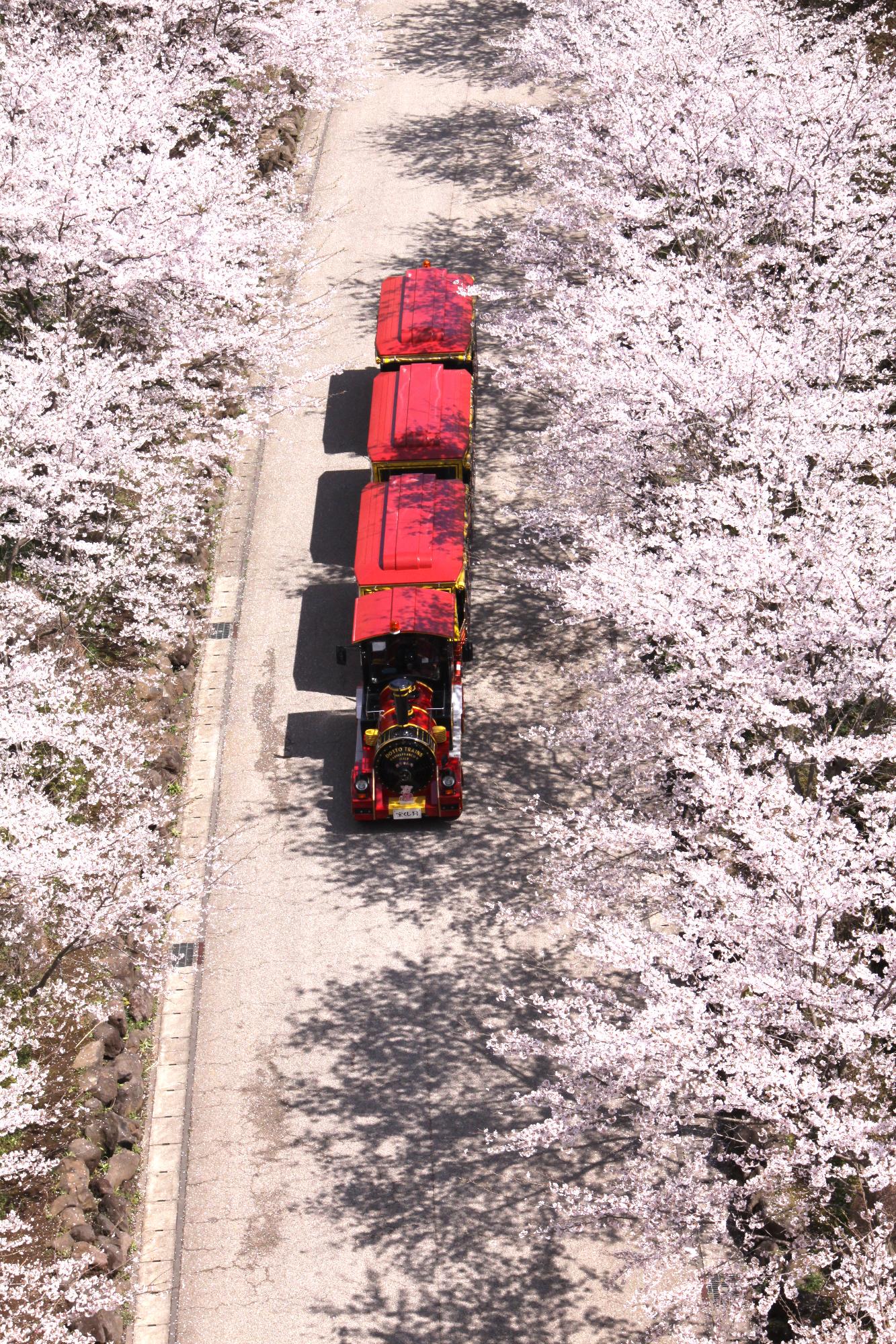 （写真）県立あいかわ公園の桜並木の中を走るロードトレイン「あいちゃん号」