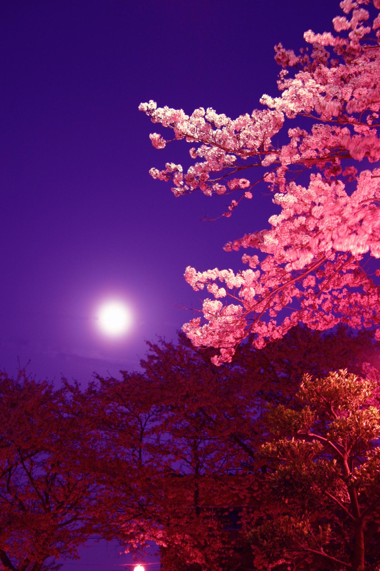 （写真）月と桜が写った夜桜の風景