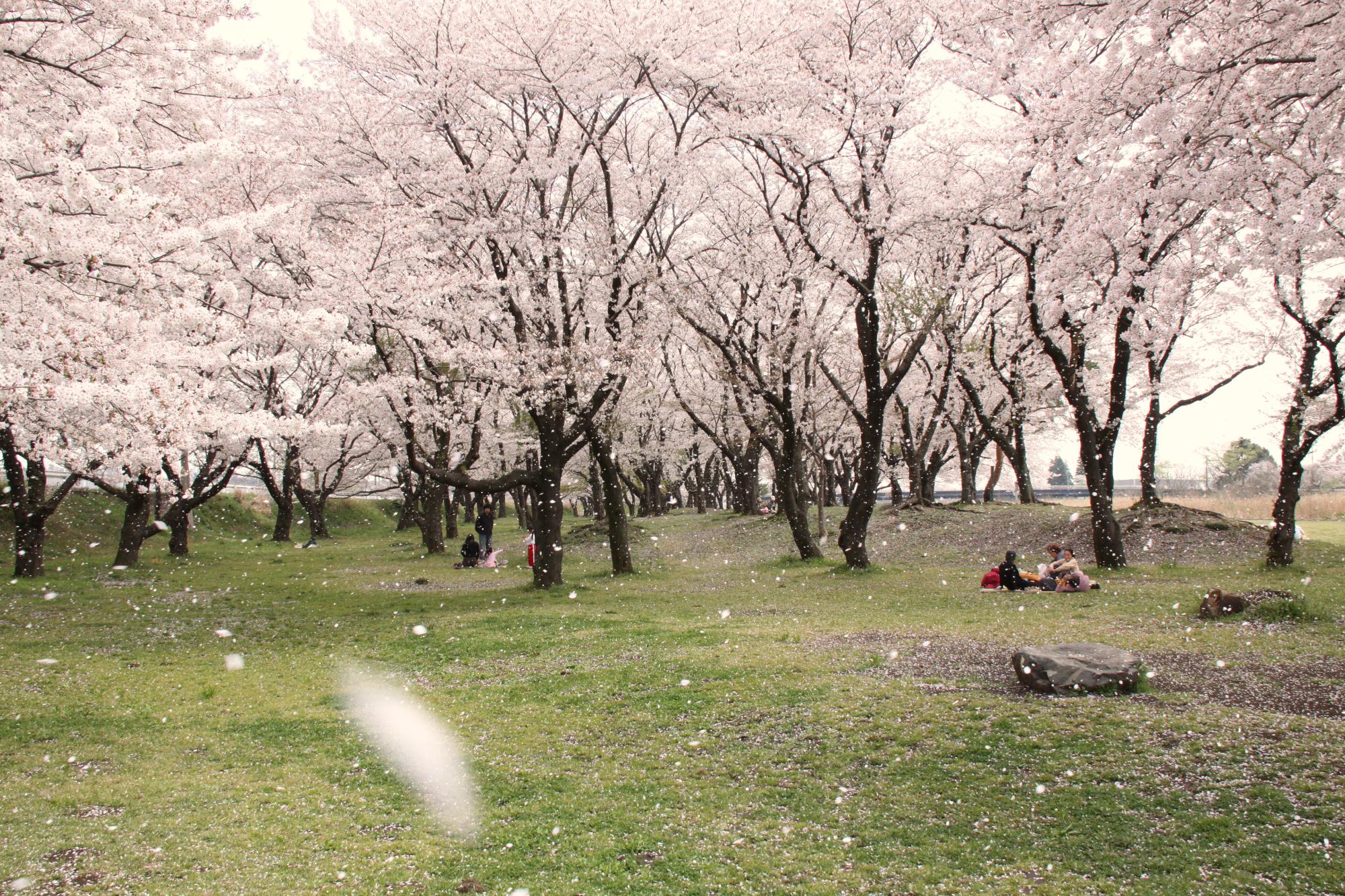 （写真）坂本青少年広場の桜並木