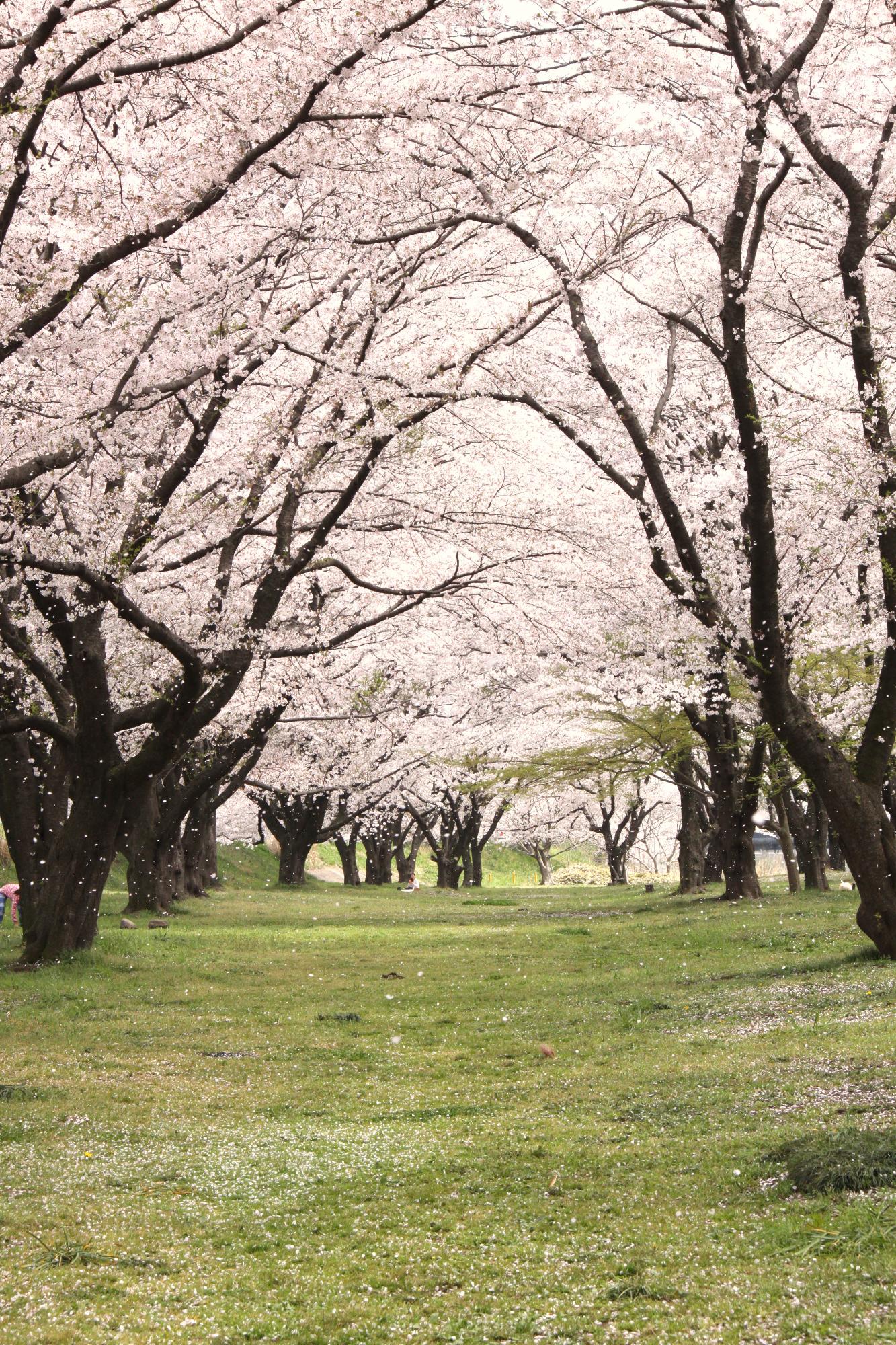 （写真）坂本青少年広場の桜並木