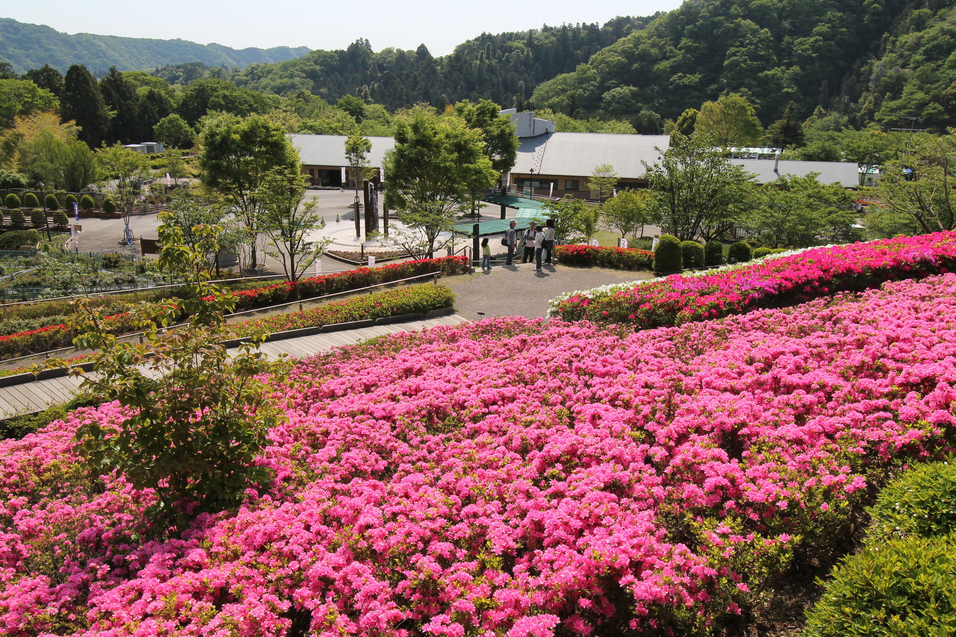 （写真）県立あいかわ公園の花の斜面に咲き誇るピンク色のツツジ