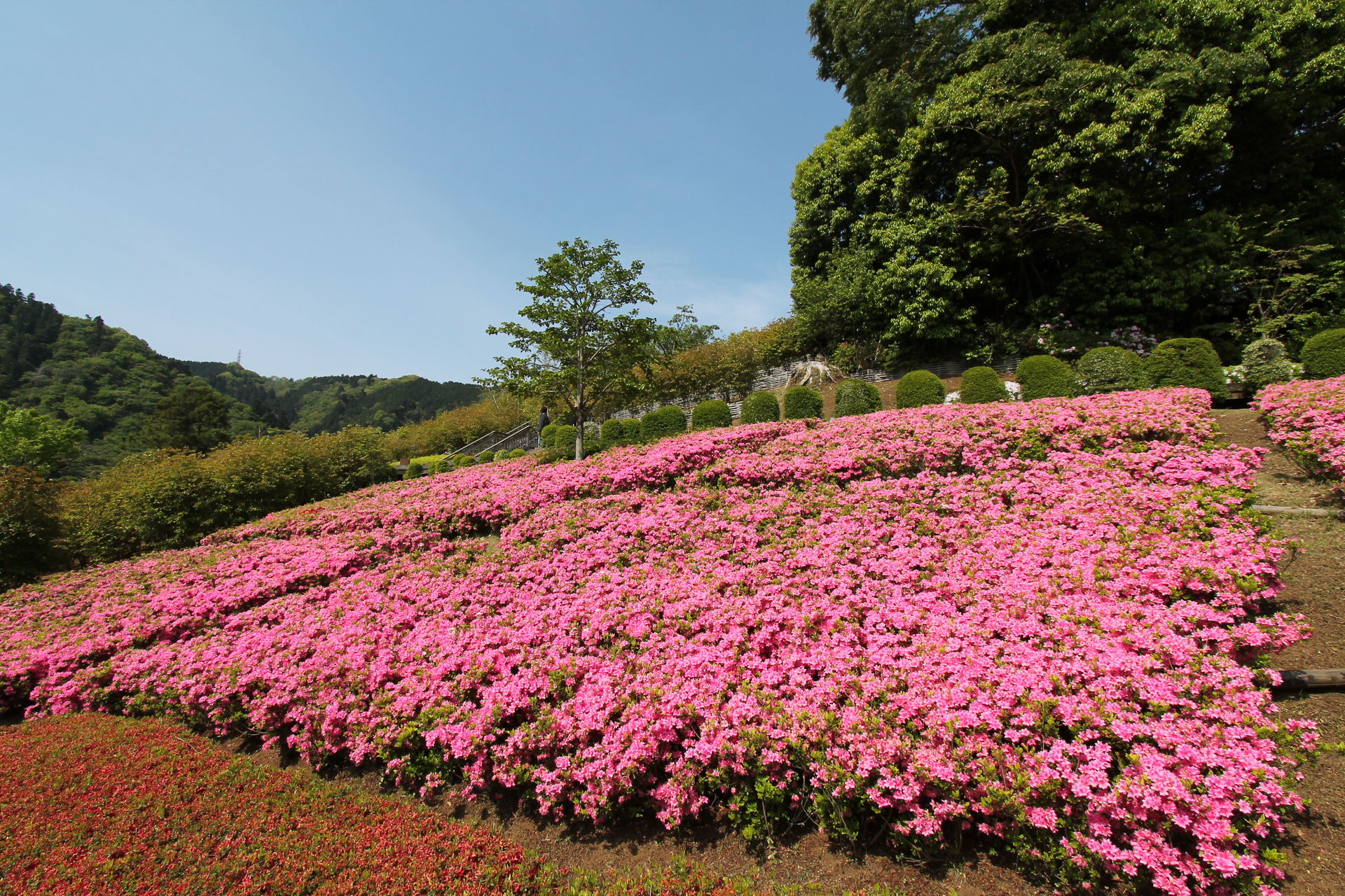 （写真）県立あいかわ公園の花の斜面に咲き誇るピンク色のツツジ