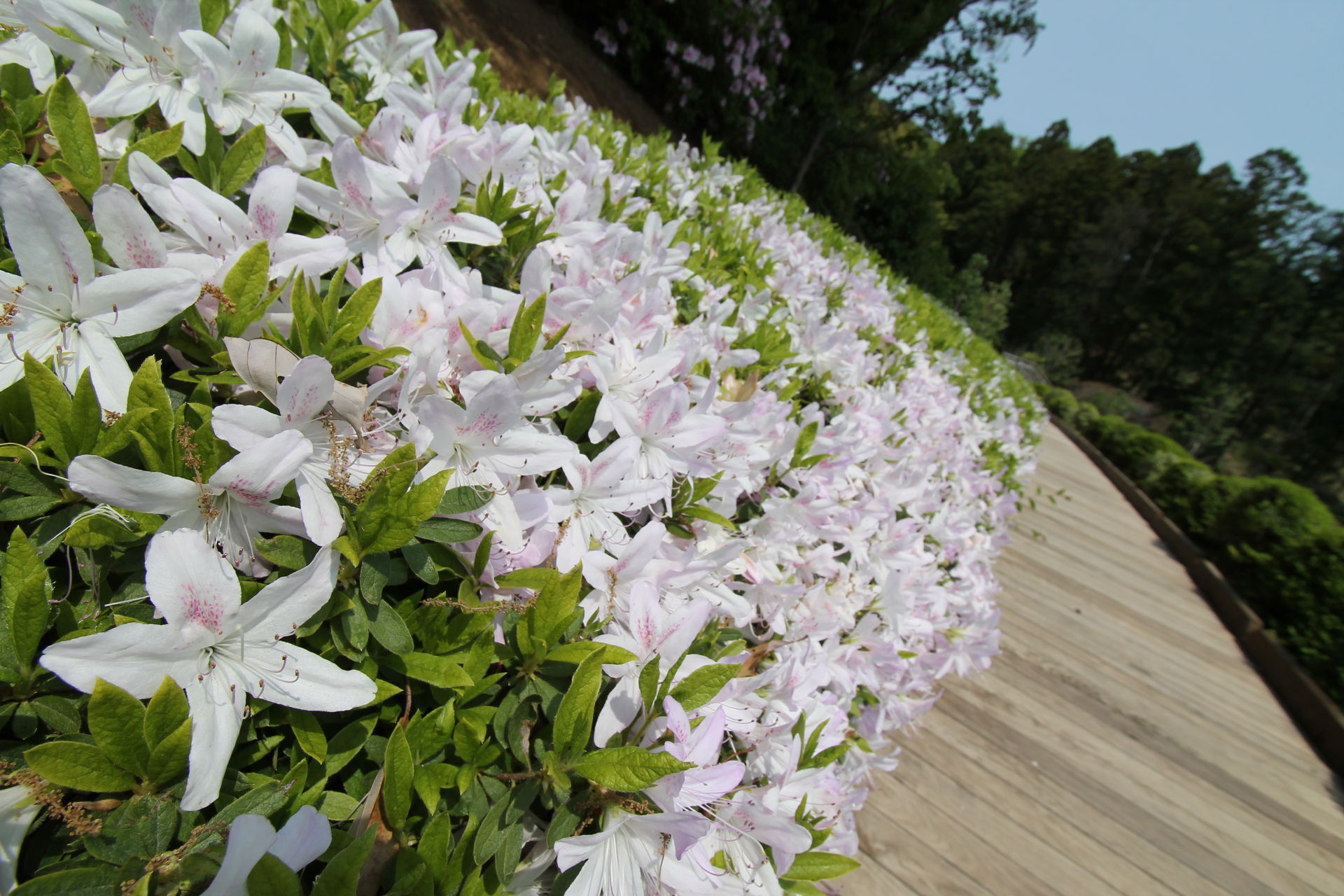 （写真）県立あいかわ公園の花の斜面に咲き誇る淡いピンク色のツツジ