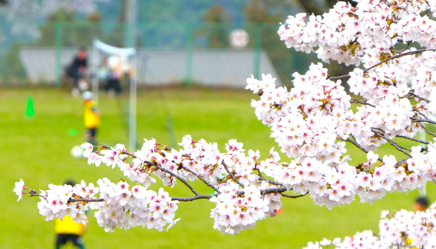 県立愛川ふれあいの村のグラウンドと桜の花