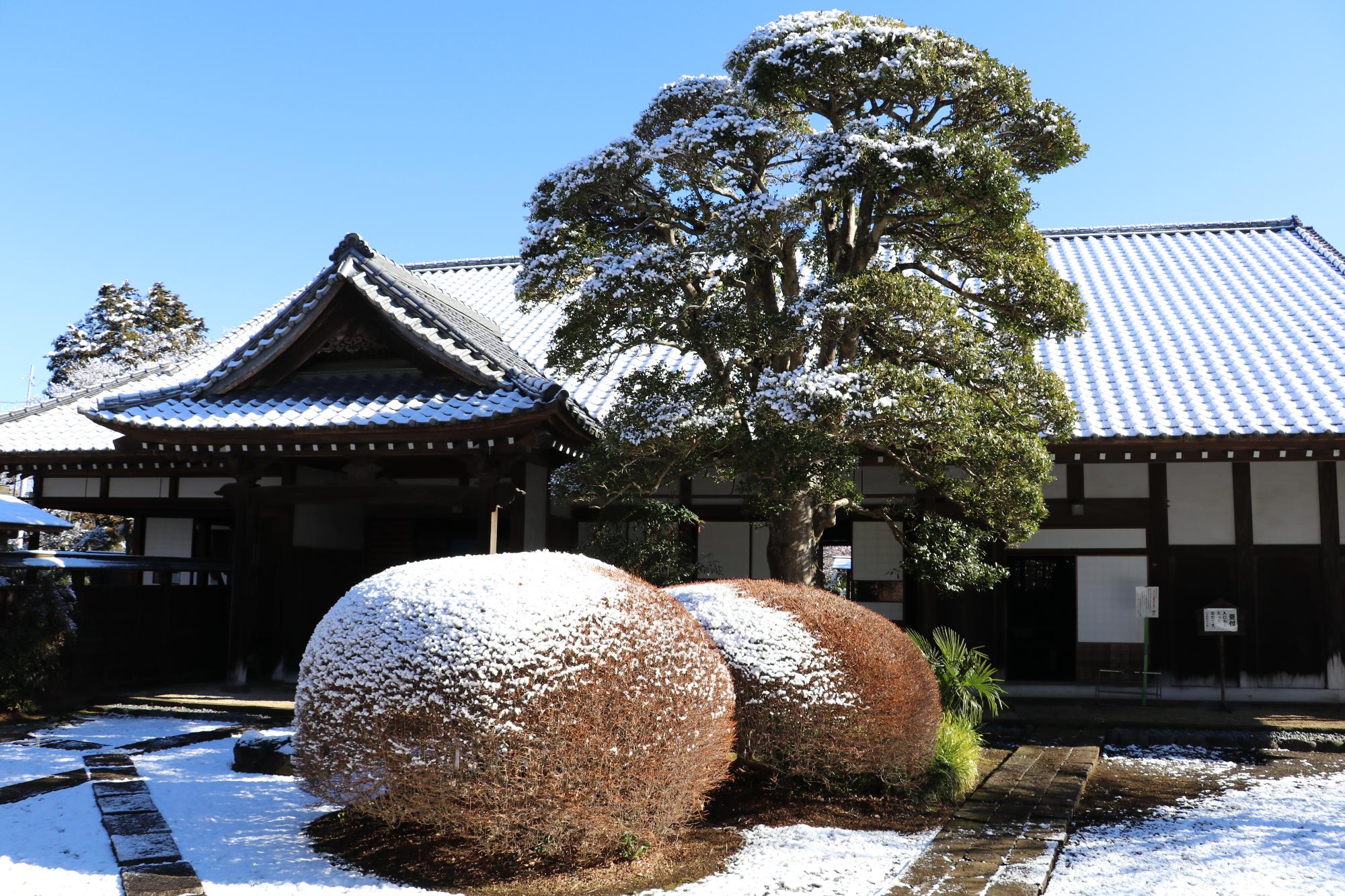 （写真）古民家山十邸の雪景色、母屋や庭の植木に雪が積もっている